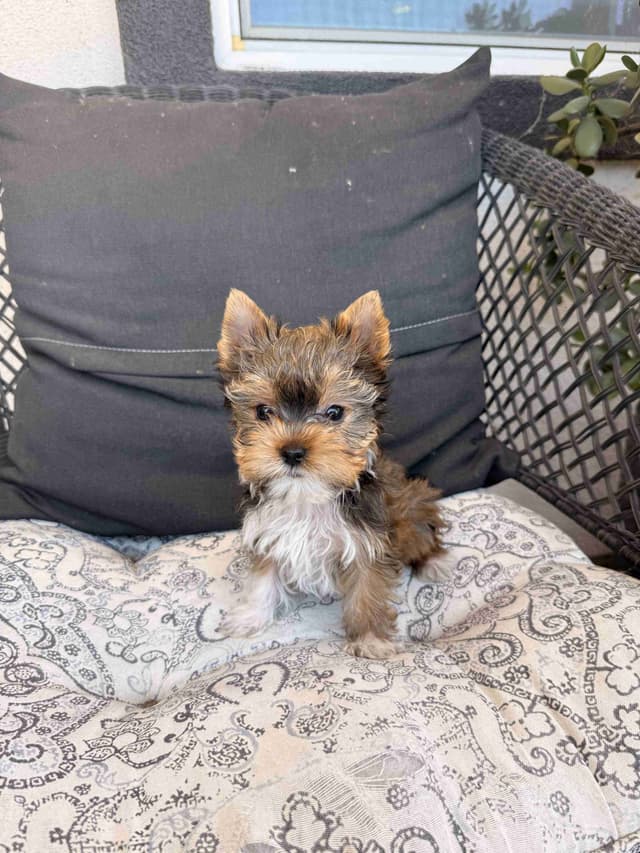 Yorkshire Terrier Puppies media 3