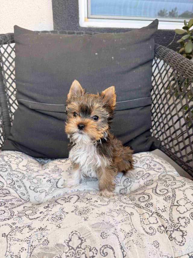 Yorkshire Terrier Puppies media 6