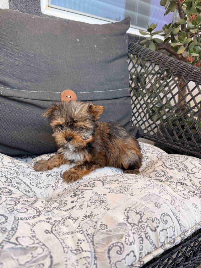 Yorkshire Terrier Puppies media 17