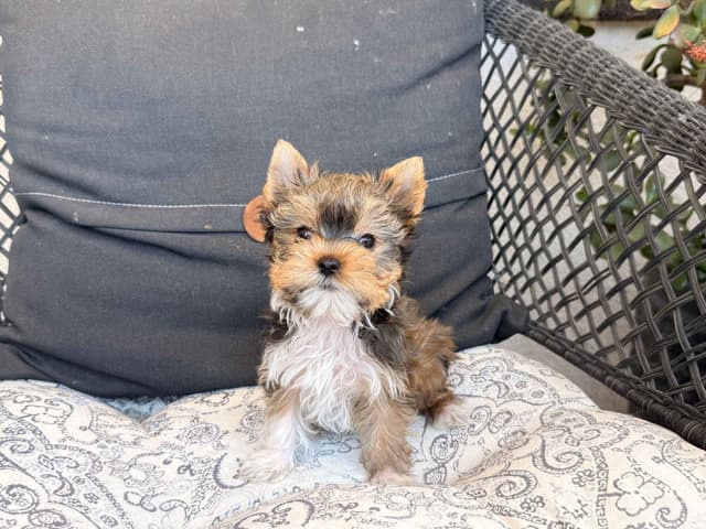 Yorkshire Terrier Puppies media 5