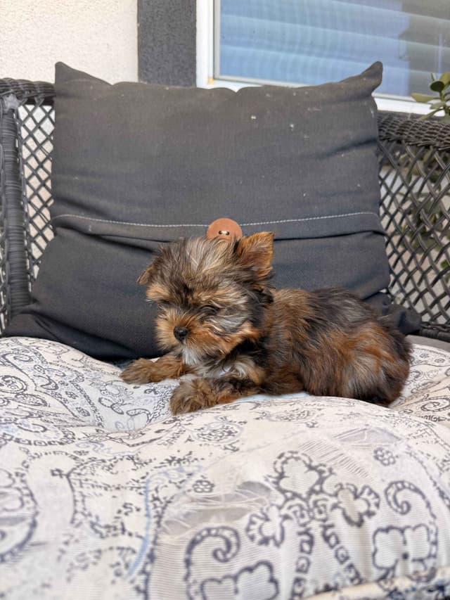 Yorkshire Terrier Puppies media 18