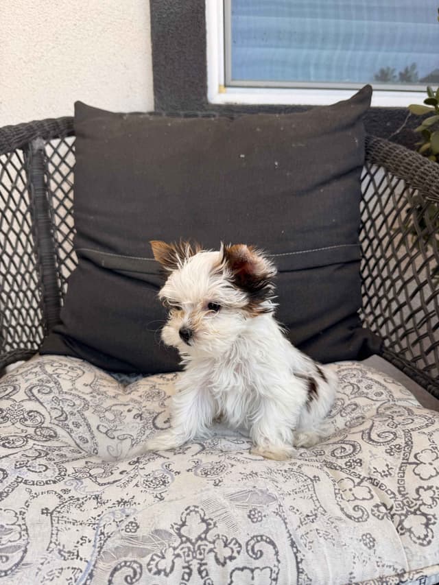 Yorkshire Terrier Puppies media 14