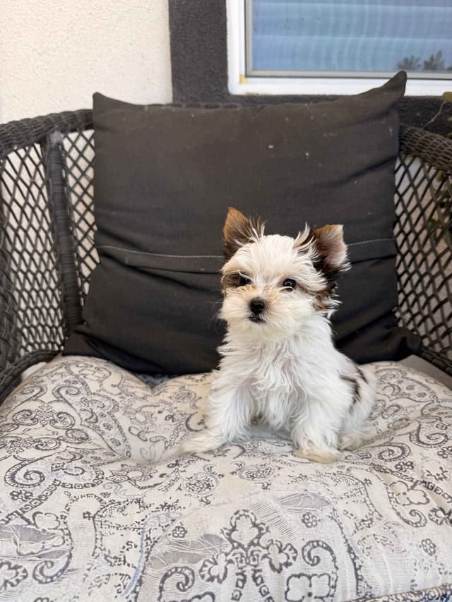 Yorkshire Terrier Puppies media 13