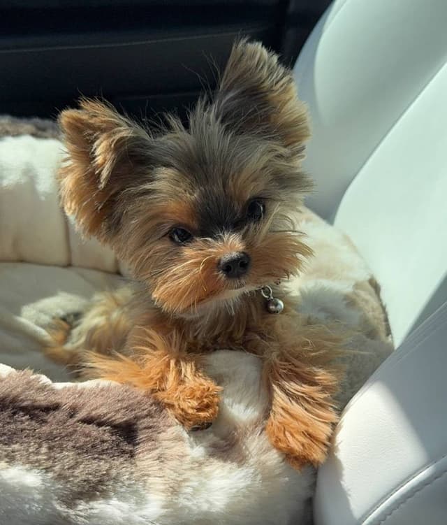 Yorkshire Terrier Puppies media 25