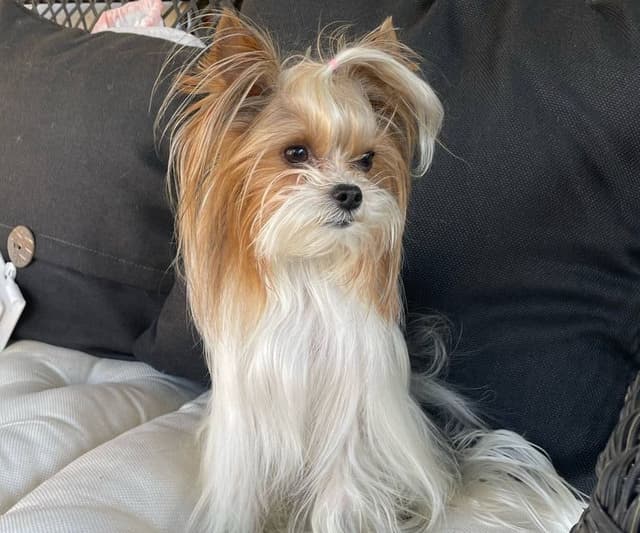 Yorkshire Terrier Puppies media 23