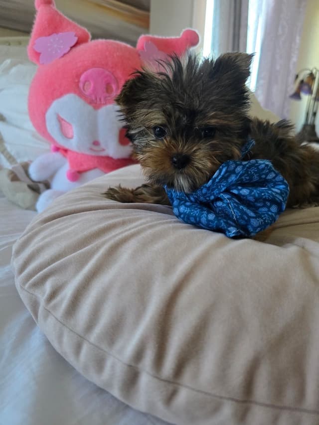 Yorkshire Terrier Puppies media 22