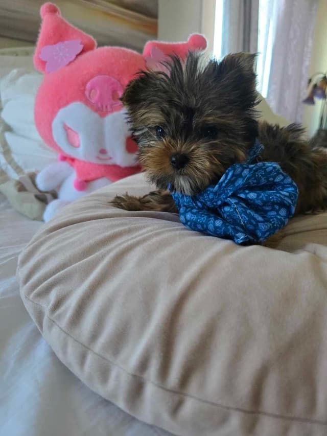 Yorkshire Terrier Puppies media 19