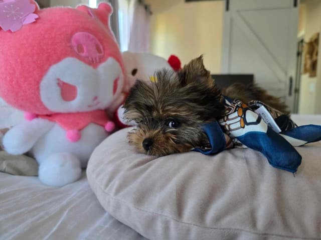 Yorkshire Terrier Puppies media 21