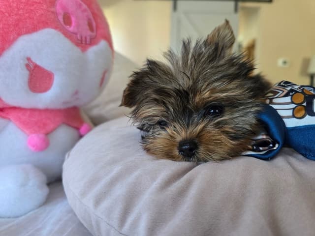 Yorkshire Terrier Puppies media 20