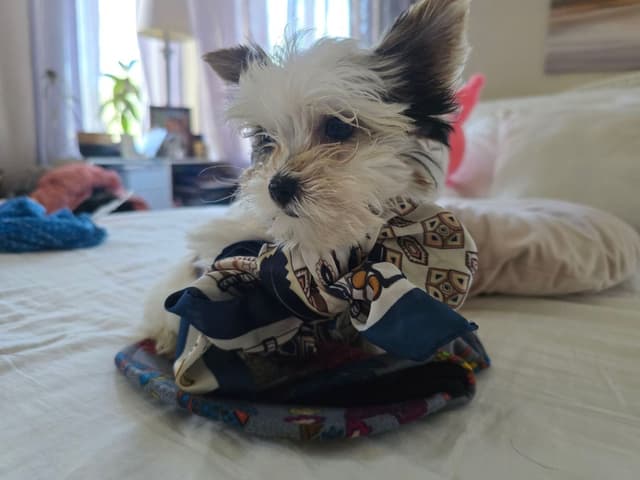 Yorkshire Terrier Puppies media 15