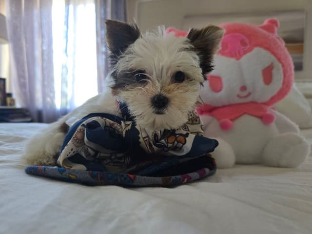 Yorkshire Terrier Puppies media 16