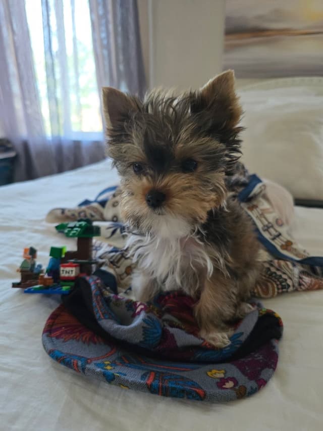 Yorkshire Terrier Puppies media 7