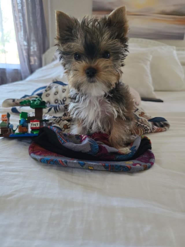 Yorkshire Terrier Puppies media 9