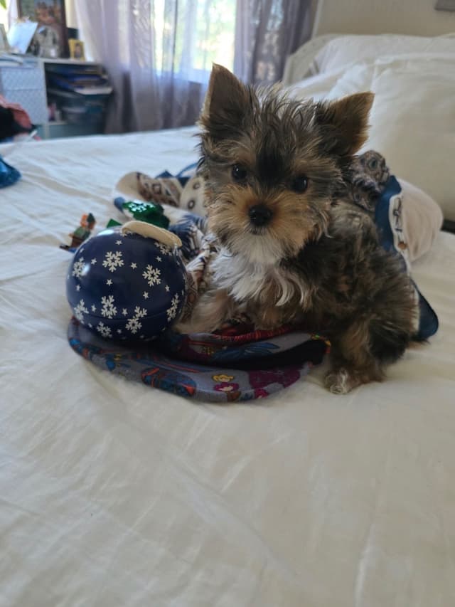 Yorkshire Terrier Puppies media 8
