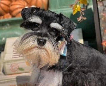 Miniature Schnauzer Puppies breeder image 1