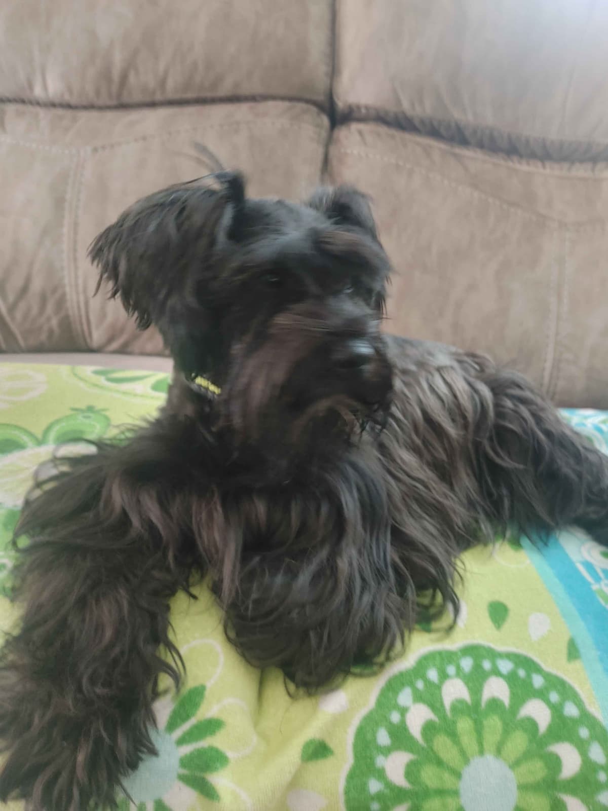 Miniature Schnauzer Puppies breeder image 2