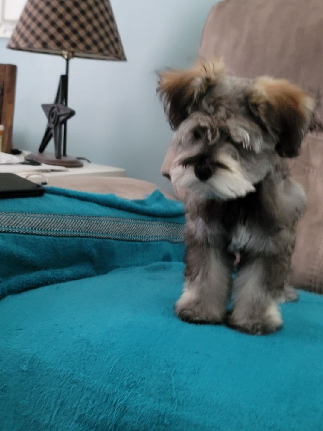 Miniature Schnauzer Puppies breeder image 3