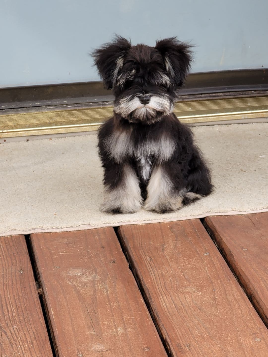 Miniature Schnauzer Puppies breeder image 4