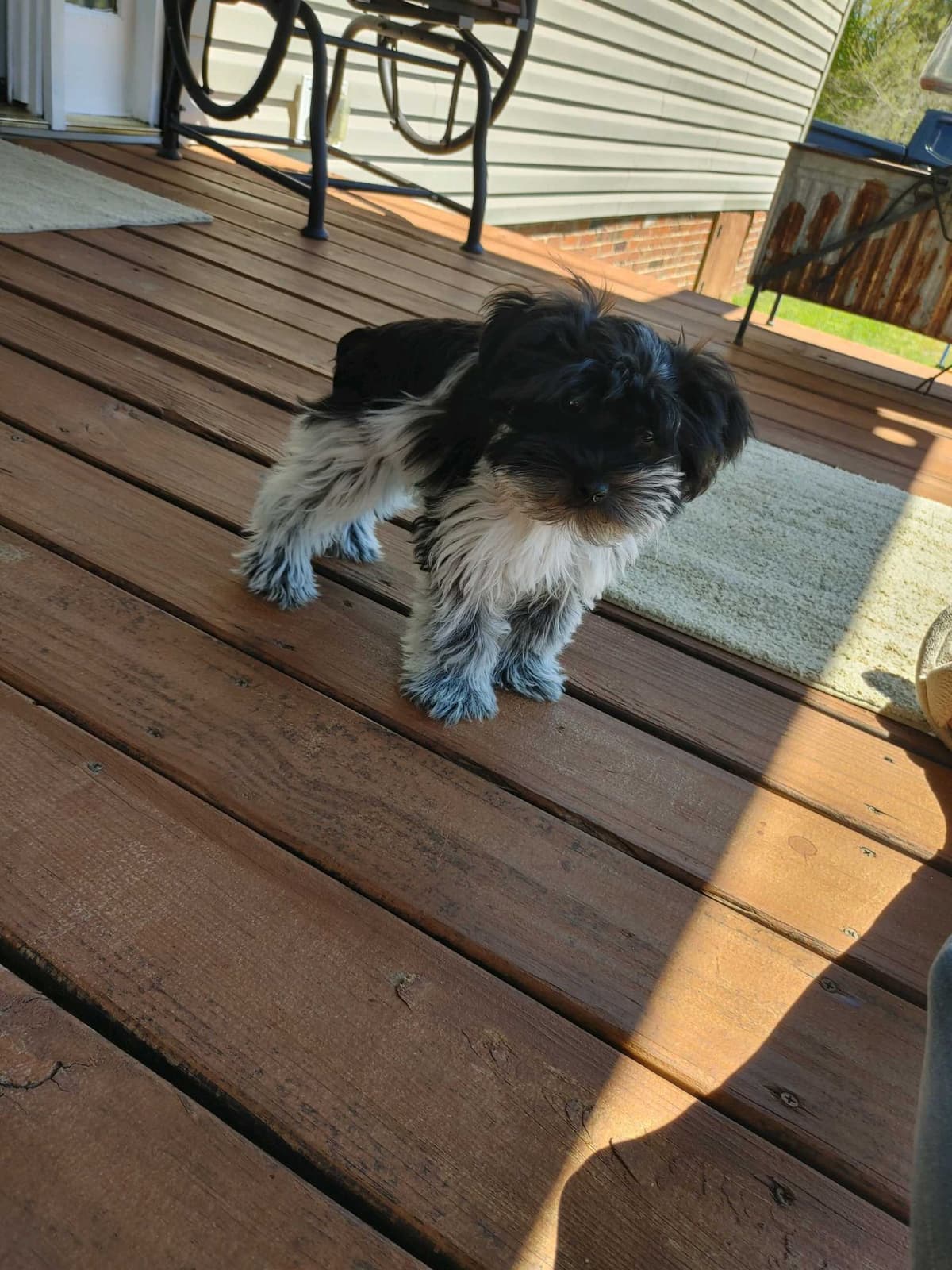 Miniature Schnauzer Puppies breeder image 5