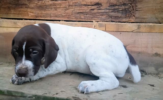 German Shorthaired Pointer Puppies media 5