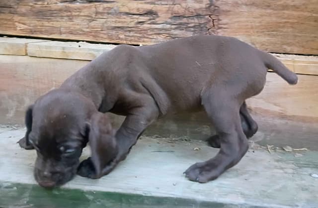 German Shorthaired Pointer Puppies media 2