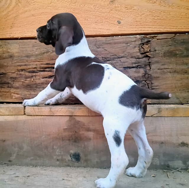 German Shorthaired Pointer Puppies media 3