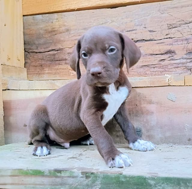 German Shorthaired Pointer Puppies media 4
