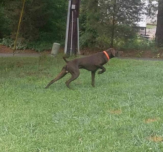 German Shorthaired Pointer Puppies media 6