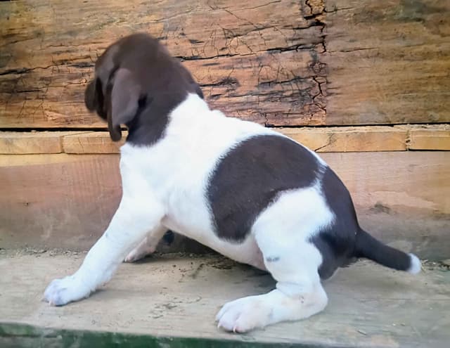 German Shorthaired Pointer Puppies media 11