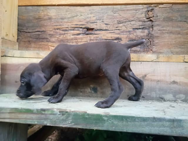 German Shorthaired Pointer Puppies media 10