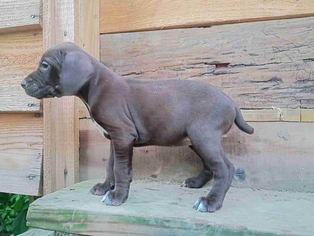 German Shorthaired Pointer Puppies media 9
