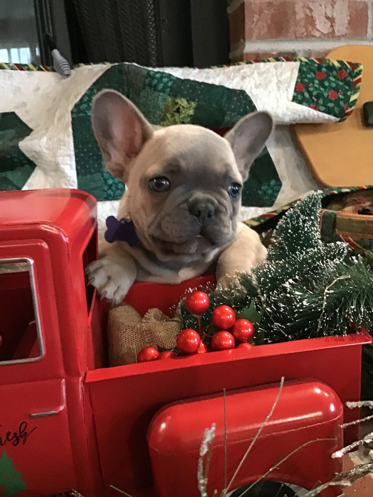 French Bulldog Puppies breeder image 1