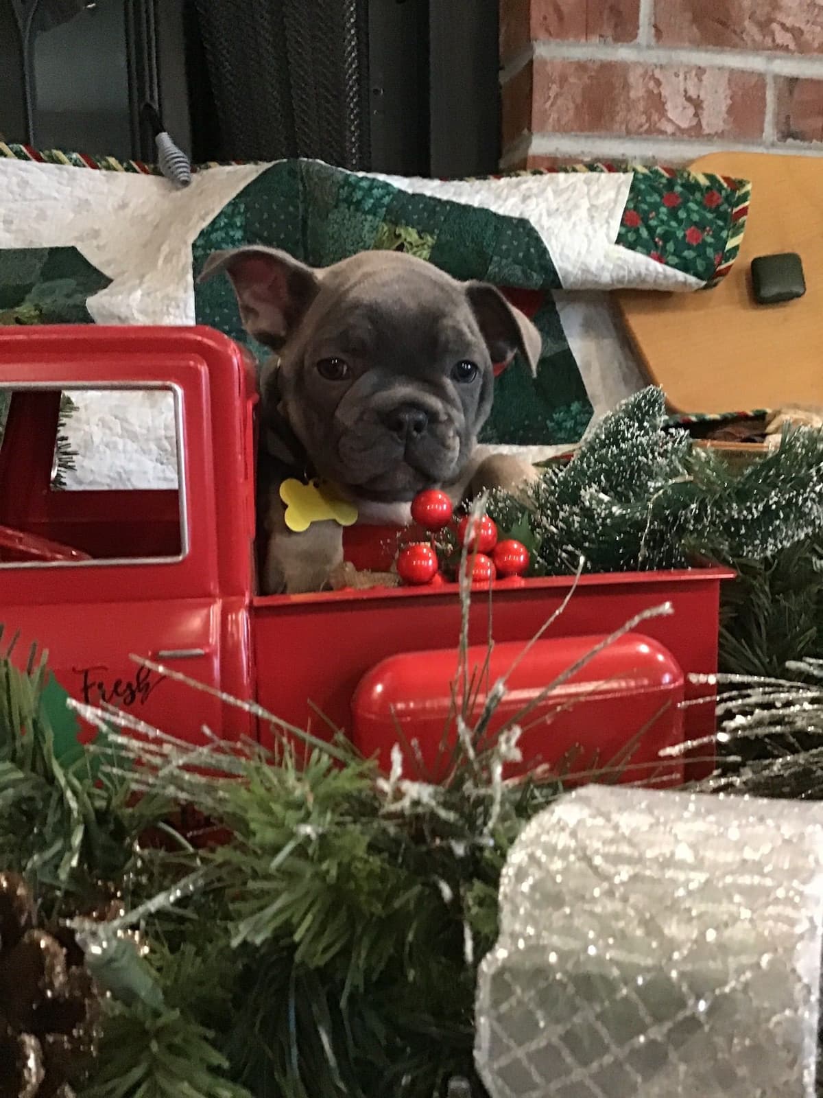 French Bulldog Puppies breeder image 2
