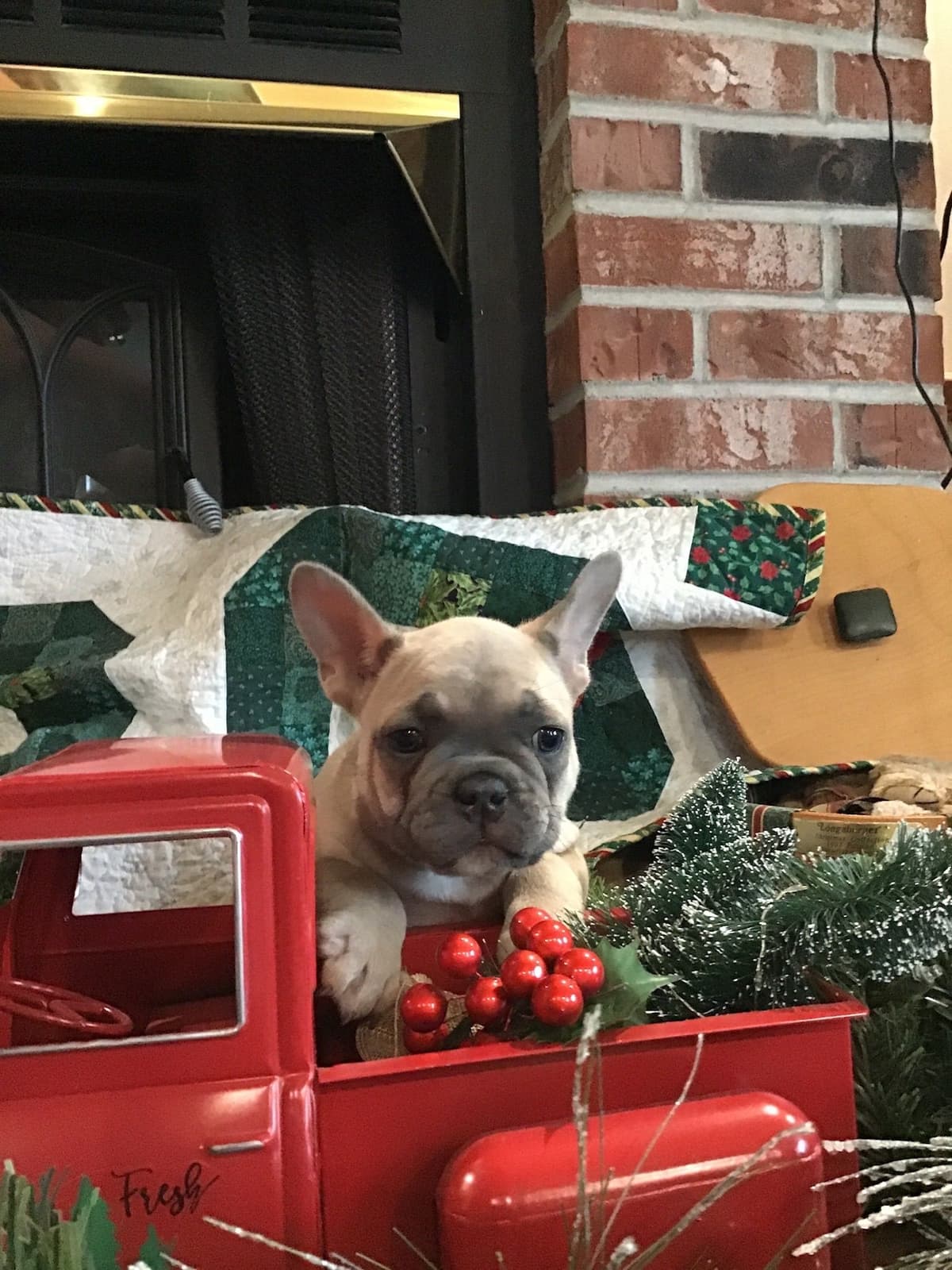French Bulldog Puppies breeder image 3