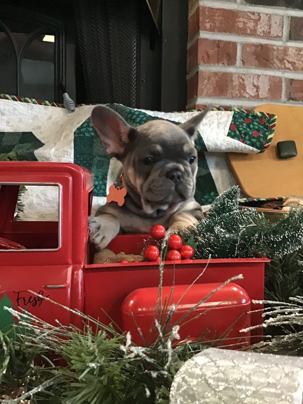 French Bulldog Puppies breeder image 4
