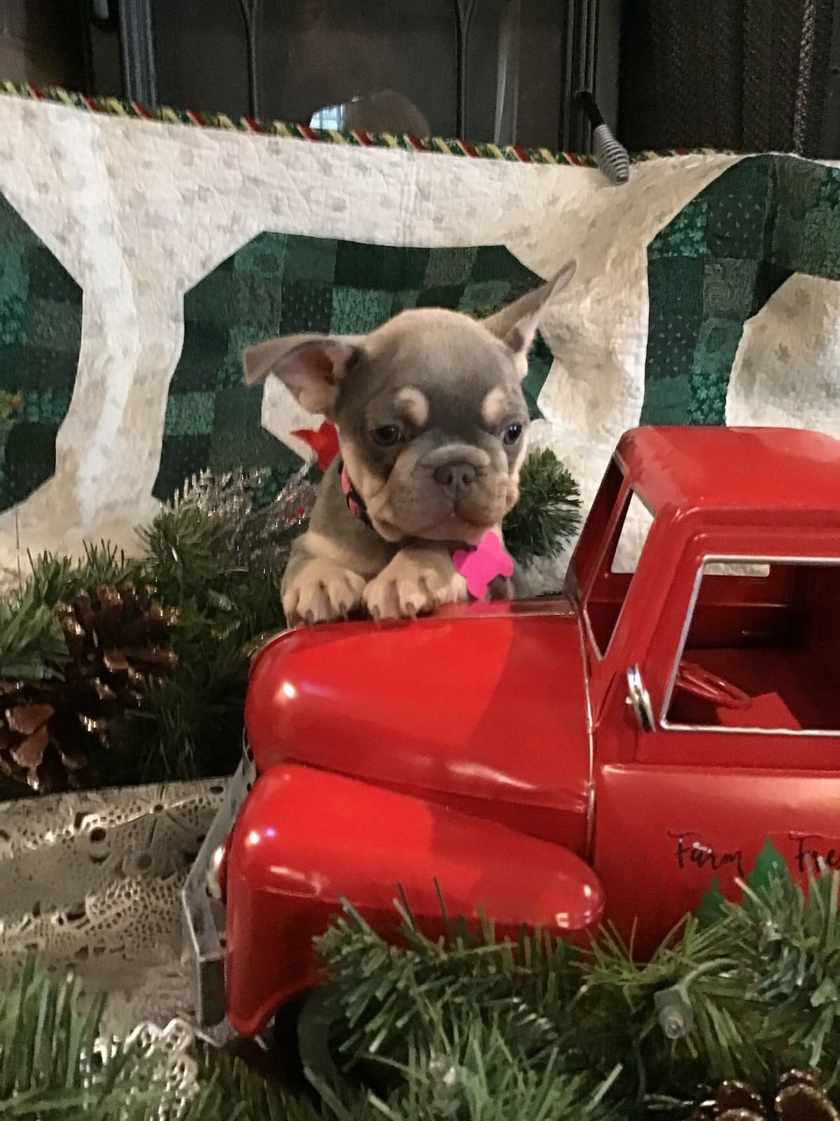 French Bulldog Puppies breeder image 5