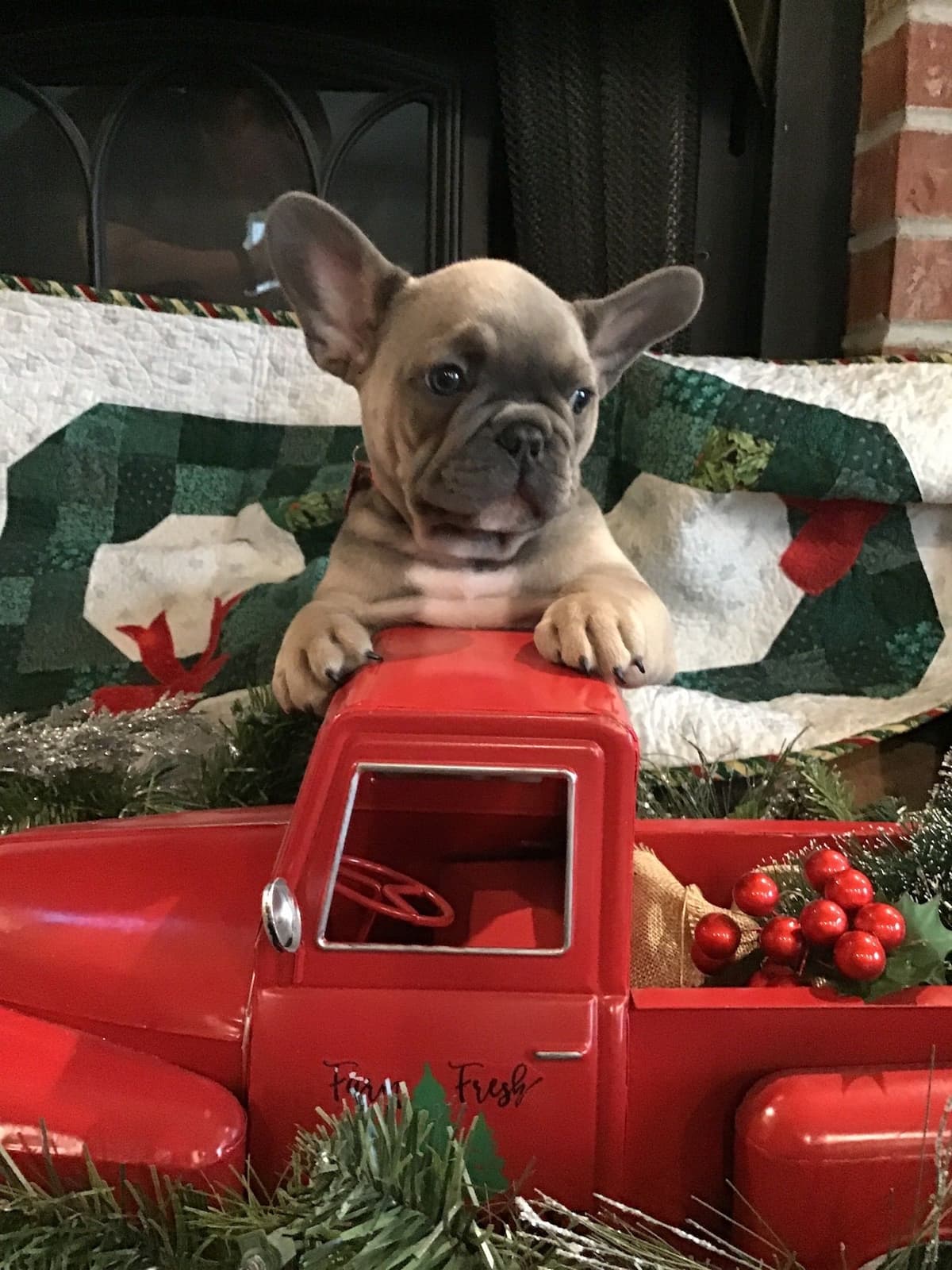 French Bulldog Puppies breeder image 6