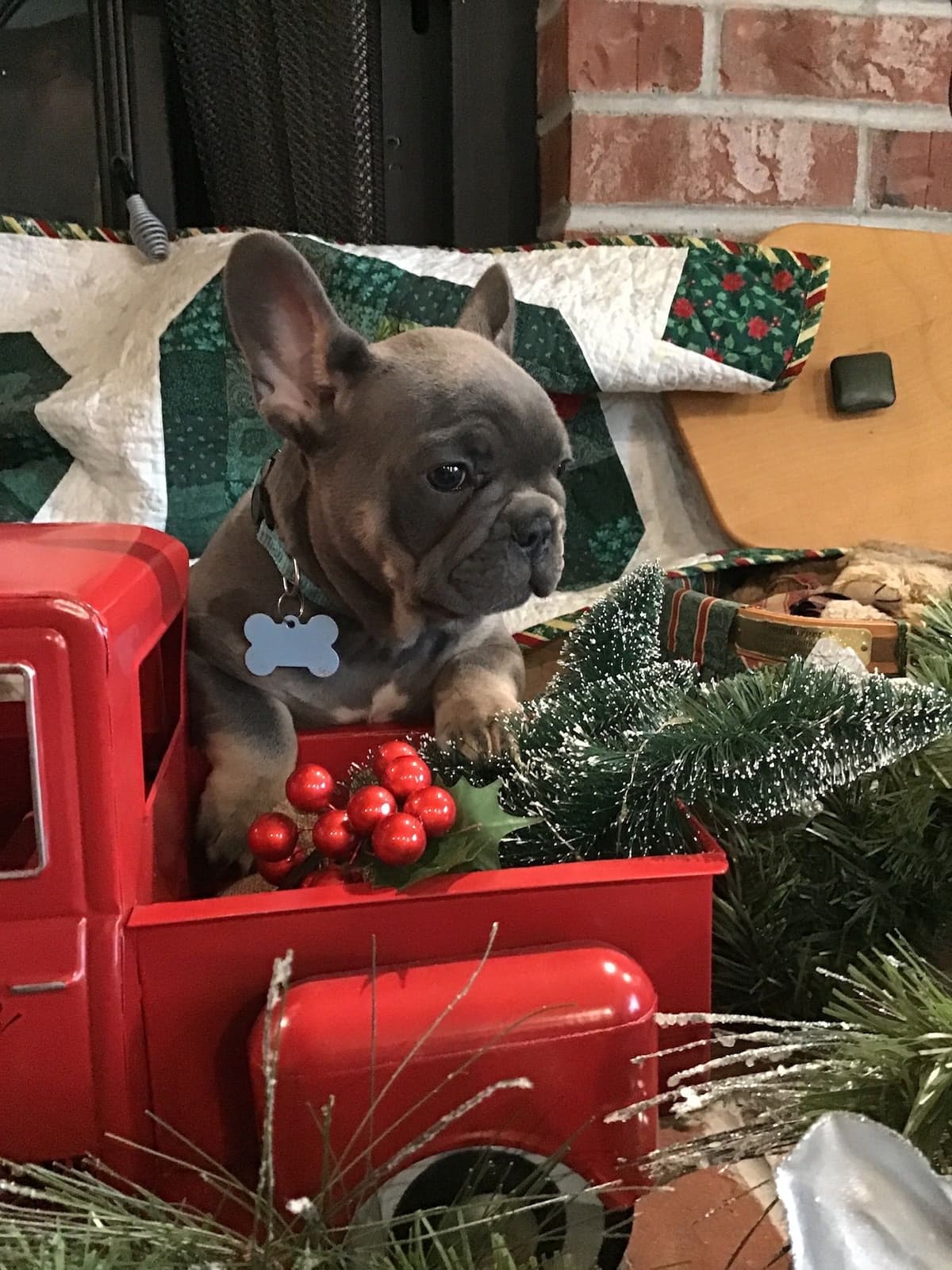 French Bulldog Puppies breeder image 7