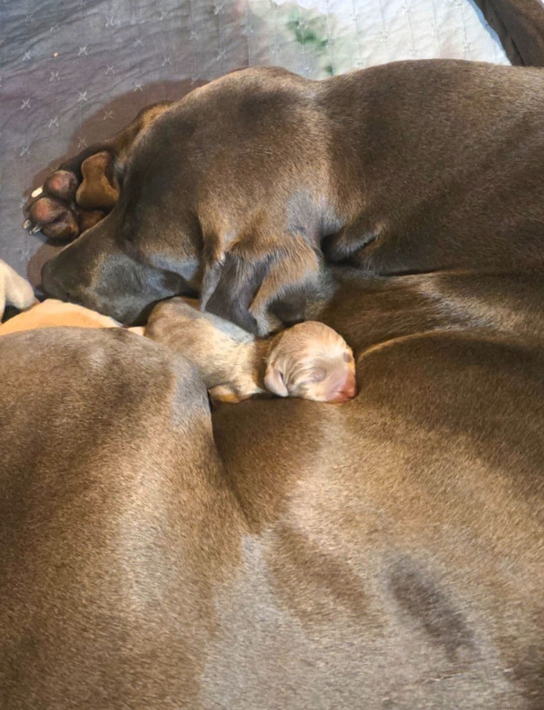 Weimaraner Puppies breeder image 2