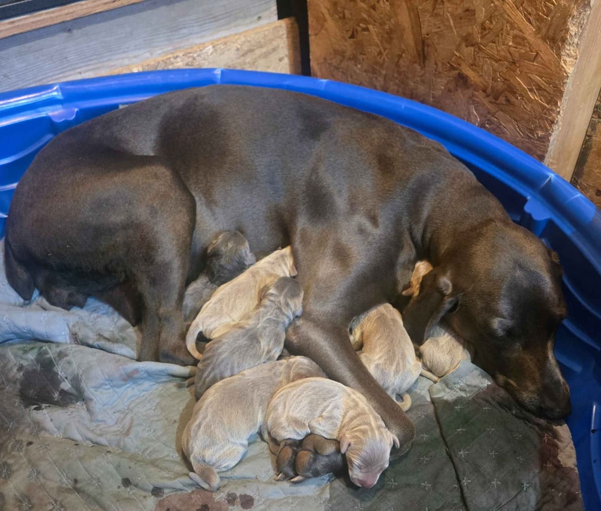 Weimaraner Puppies breeder image 3