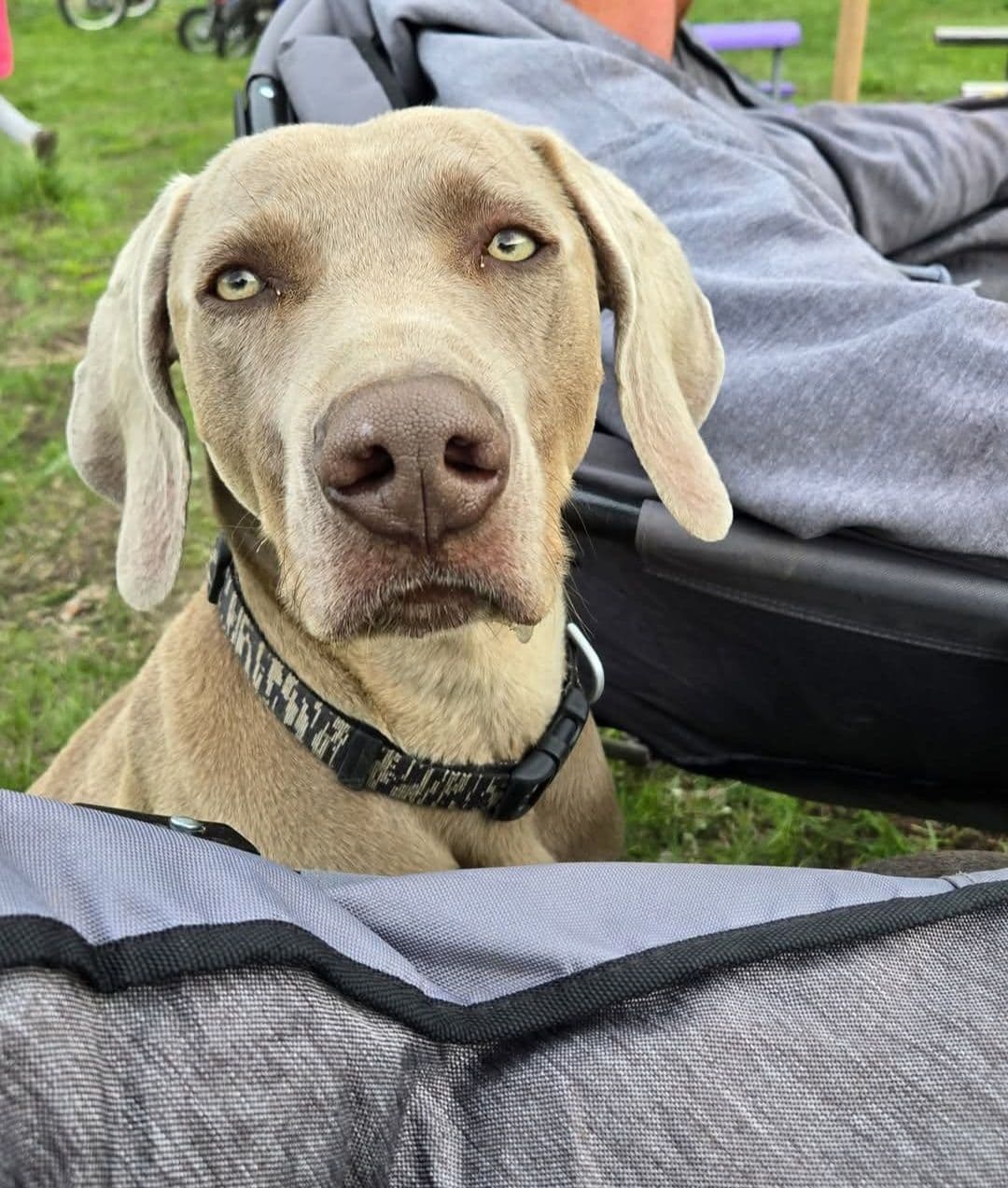 Weimaraner Puppies breeder image 6