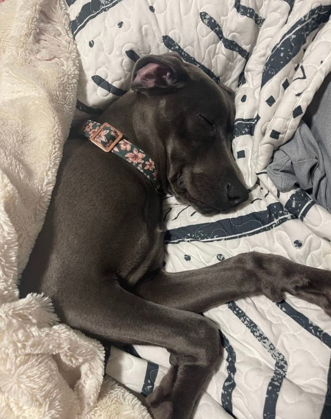 Weimaraner Puppies breeder image 7