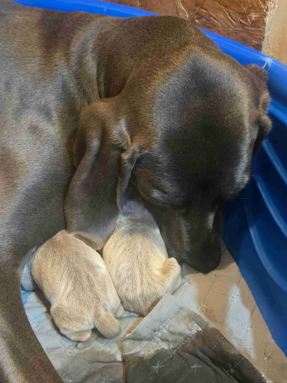 Weimaraner Puppies breeder image 4