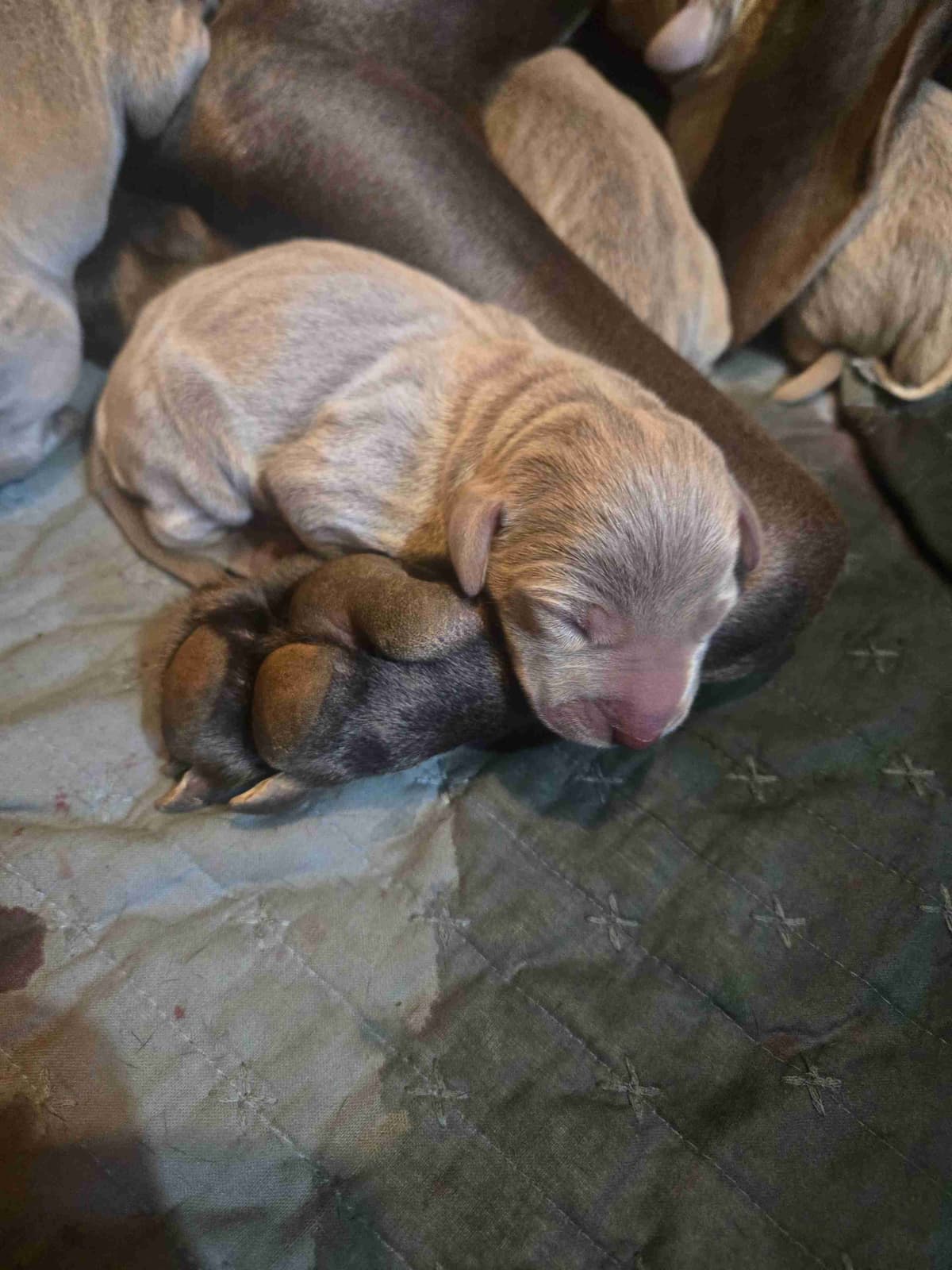Weimaraner Puppies breeder image 1