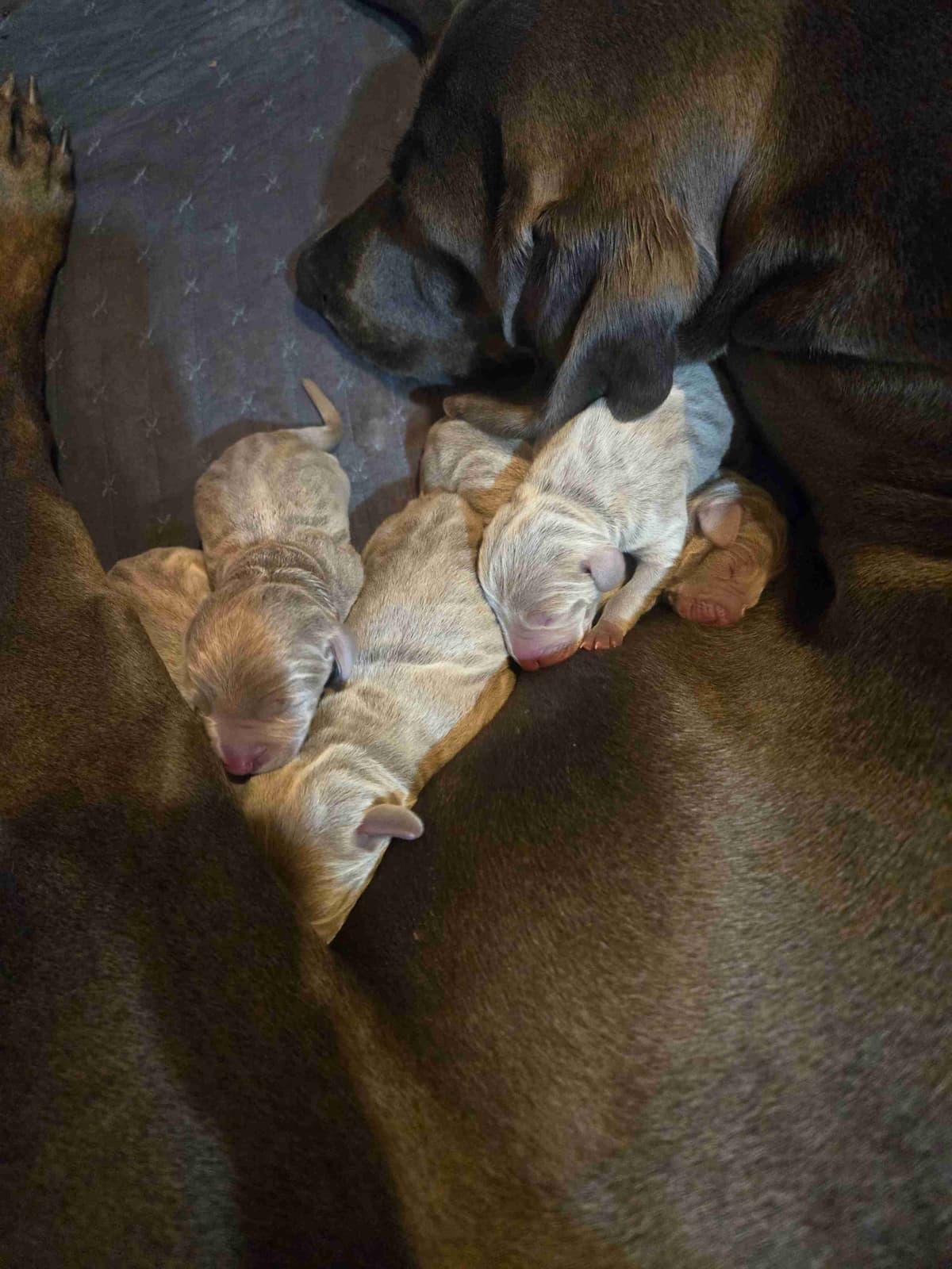 Weimaraner Puppies breeder image 5