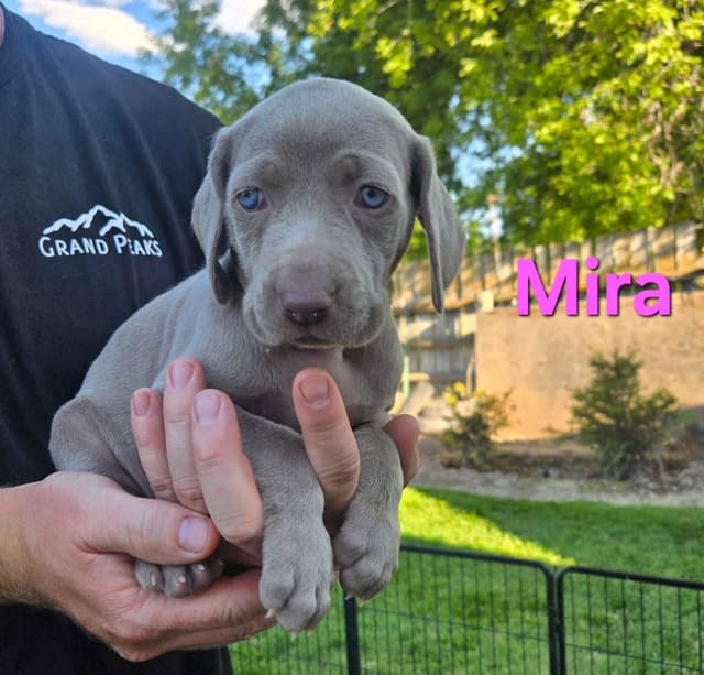 Weimaraner Puppies media 3