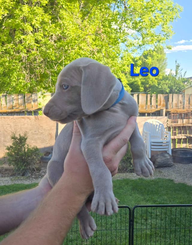 Weimaraner Puppies media 2