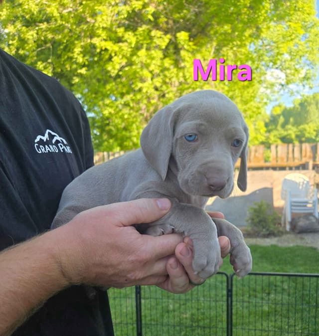 Weimaraner Puppies media 4