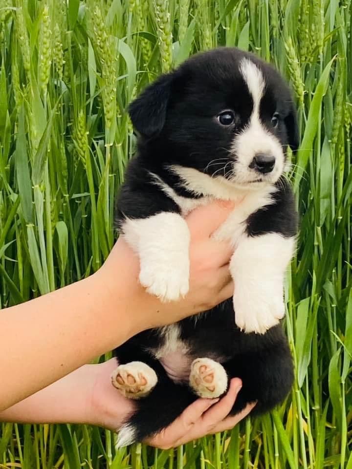 Cardigan Welsh Corgi Puppies breeder image 4