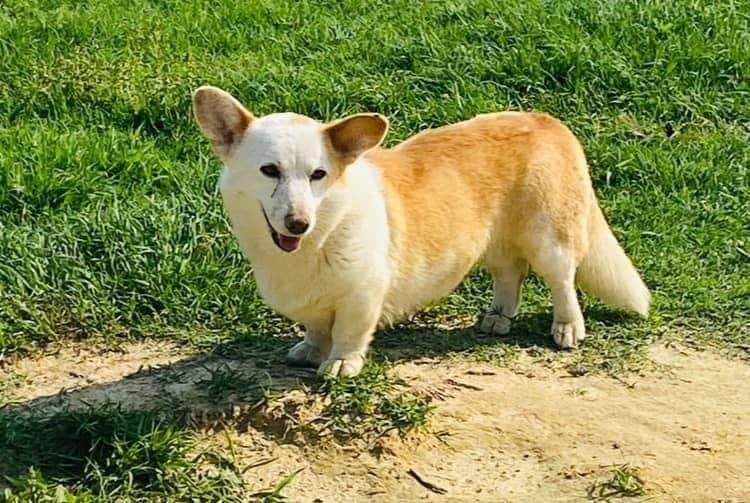 Cardigan Welsh Corgi Puppies breeder image 5
